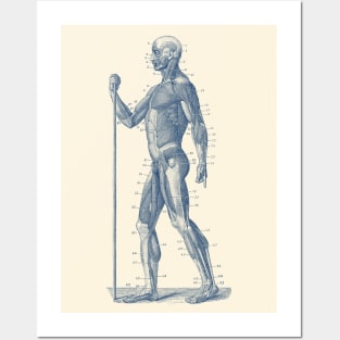 Side View - Human Muscle System - Anatomy Posters and Art